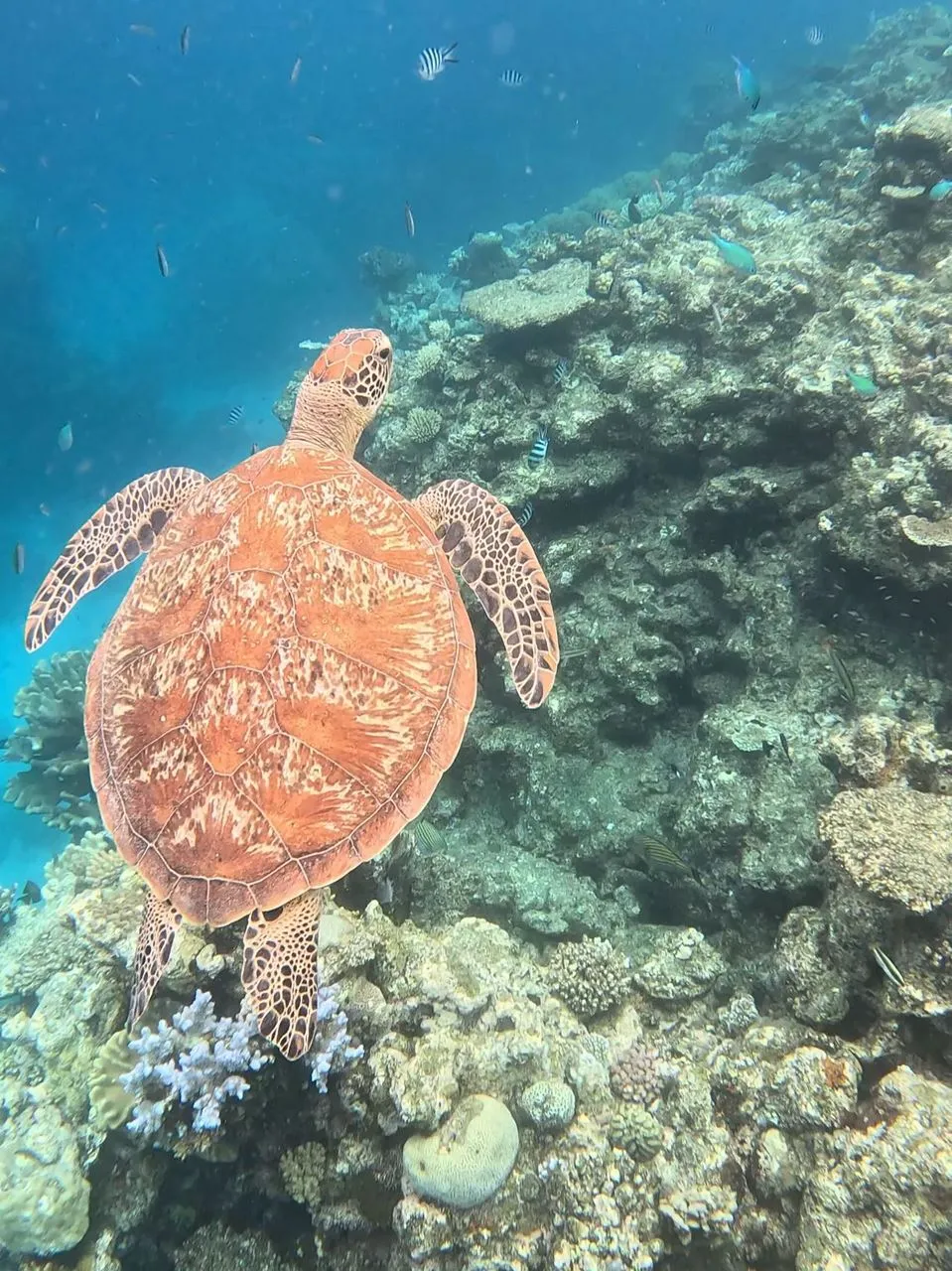 San Sebastian Tour Virtual | 5 Days in the Great Barrier Reef – What One Spot Would Give the Most Complete Experience? 2 Sample Itineraries & Some General Travel Tips