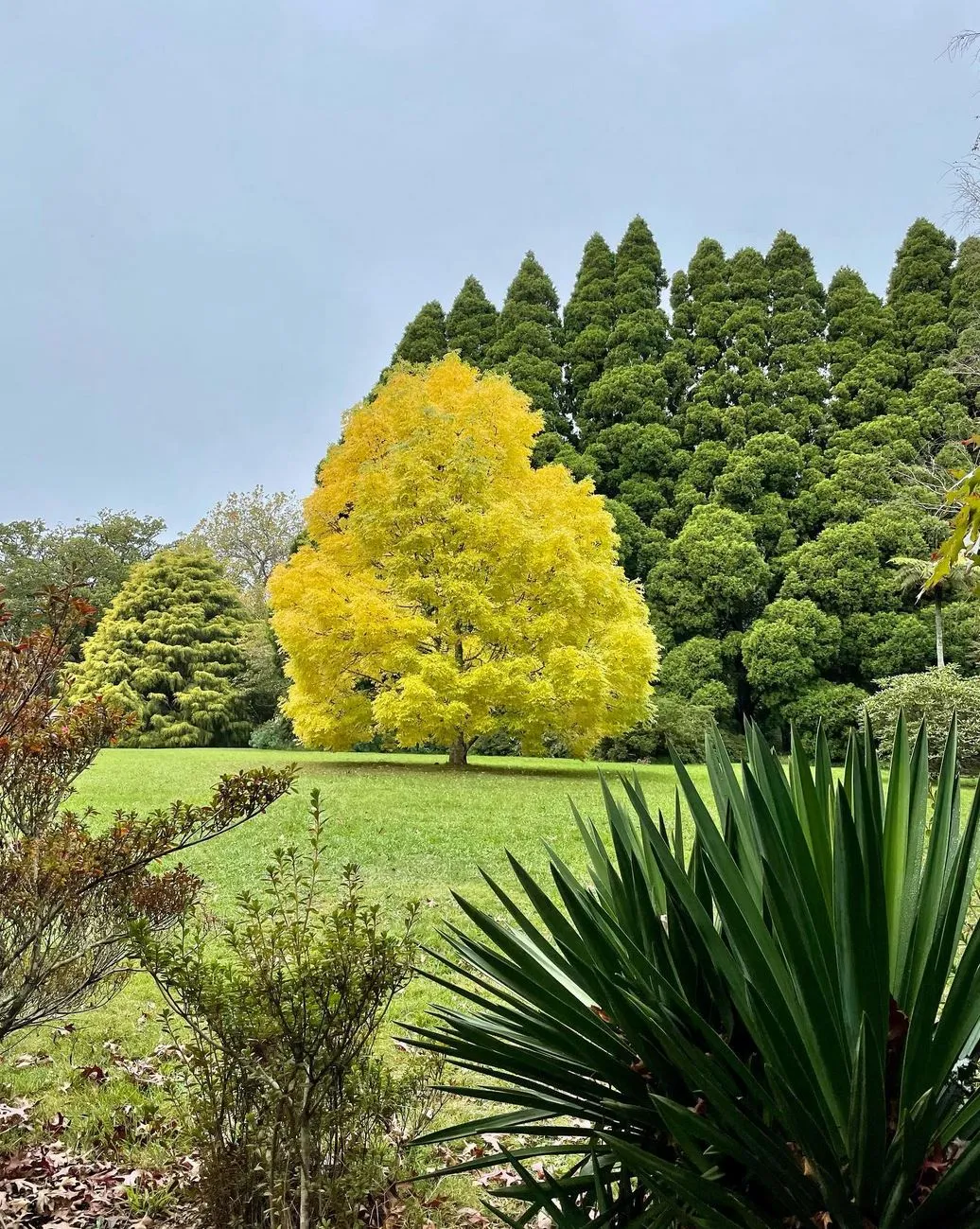 San Sebastian Tour Virtual | Where to Find the Best Autumn Gardens in the Blue Mountains Bebeah Garden