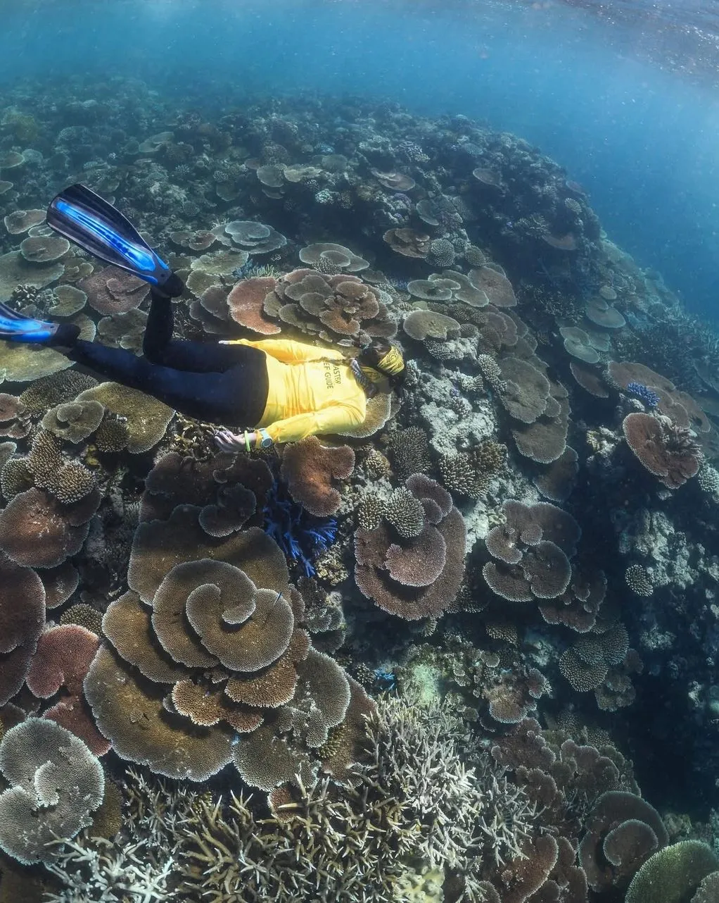 San Sebastian Tour Virtual | 5 Days in the Great Barrier Reef – What One Spot Would Give the Most Complete Experience? Day 2 – Snorkelling the Outer Reef