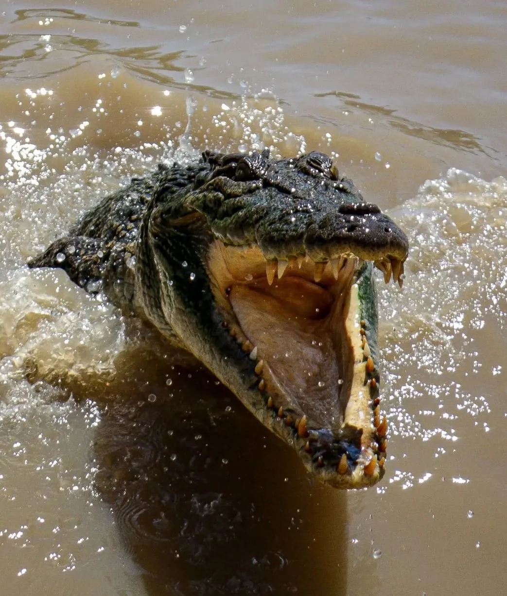 San Sebastian Tour Virtual | What Future Travellers Should Know Before a Jumping Crocodile Cruise Jumping Crocodile Cruise from Darwin