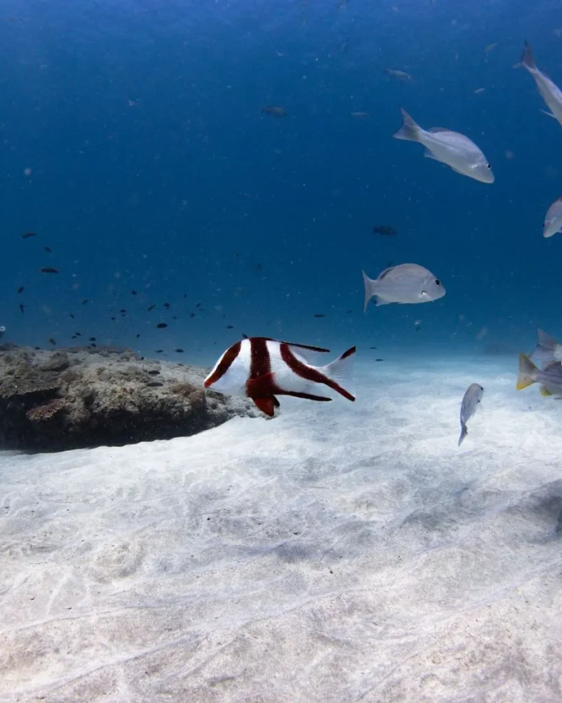 Ningaloo Marine Park