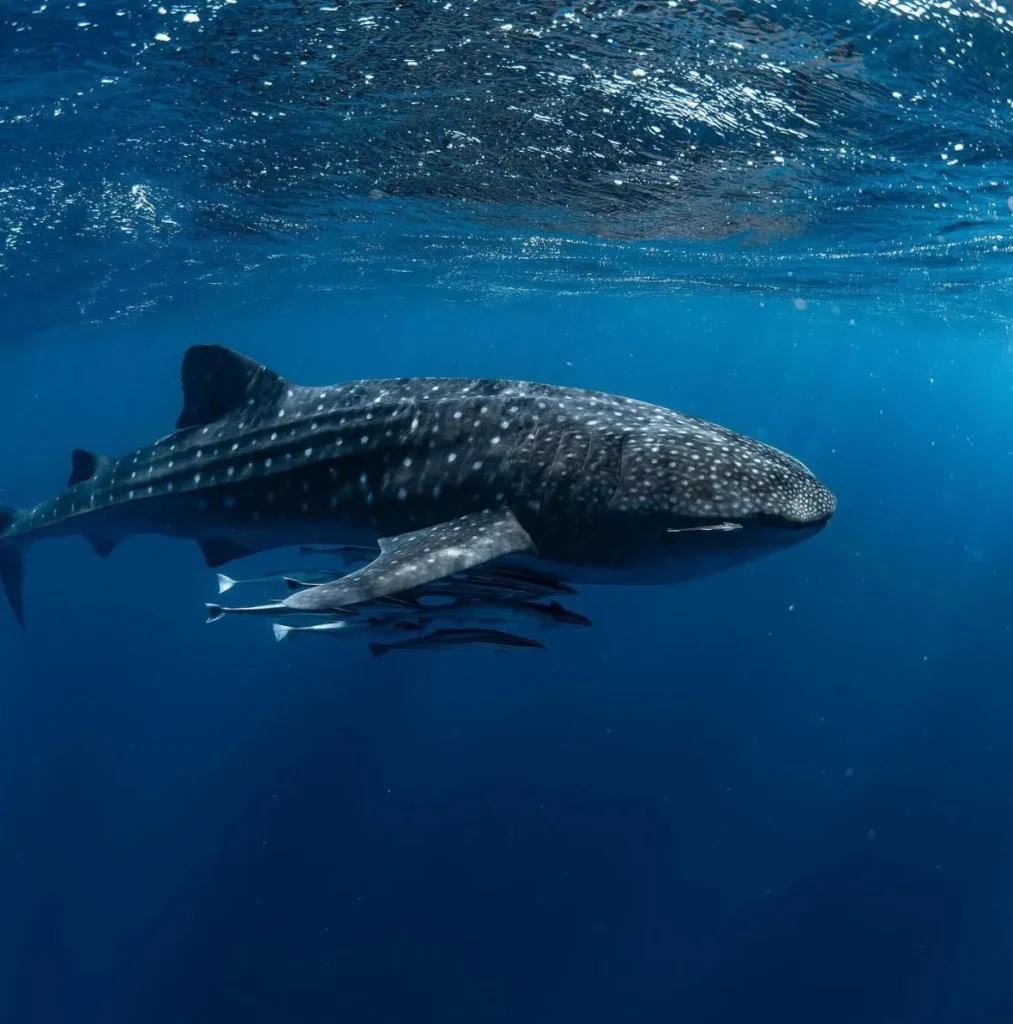 Ningaloo Reef