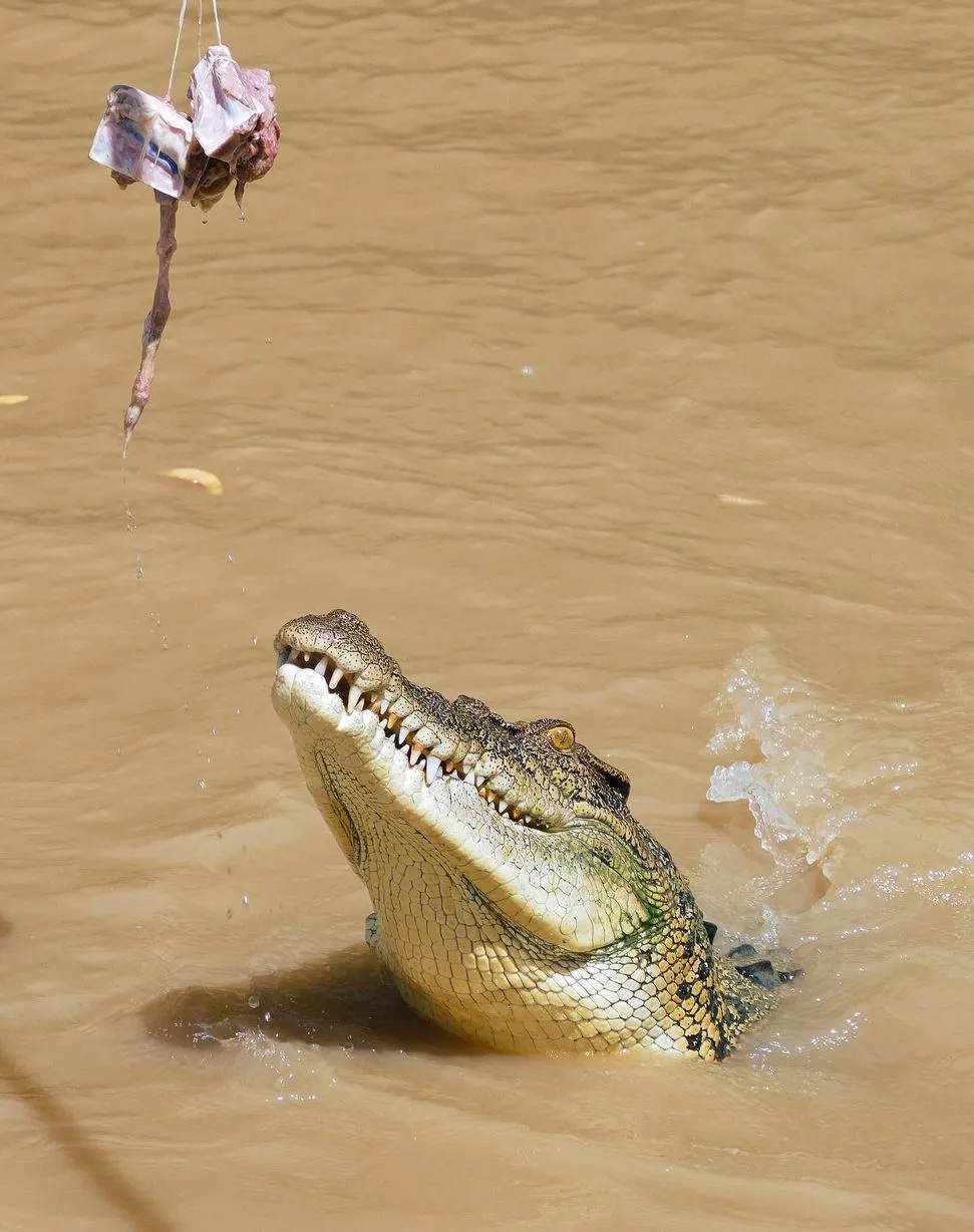 San Sebastian Tour Virtual | What Future Travellers Should Know Before a Jumping Crocodile Cruise Quick Facts, Crocodiles and Tourism in the Top End