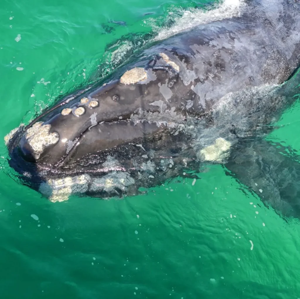 Southern Right Whales