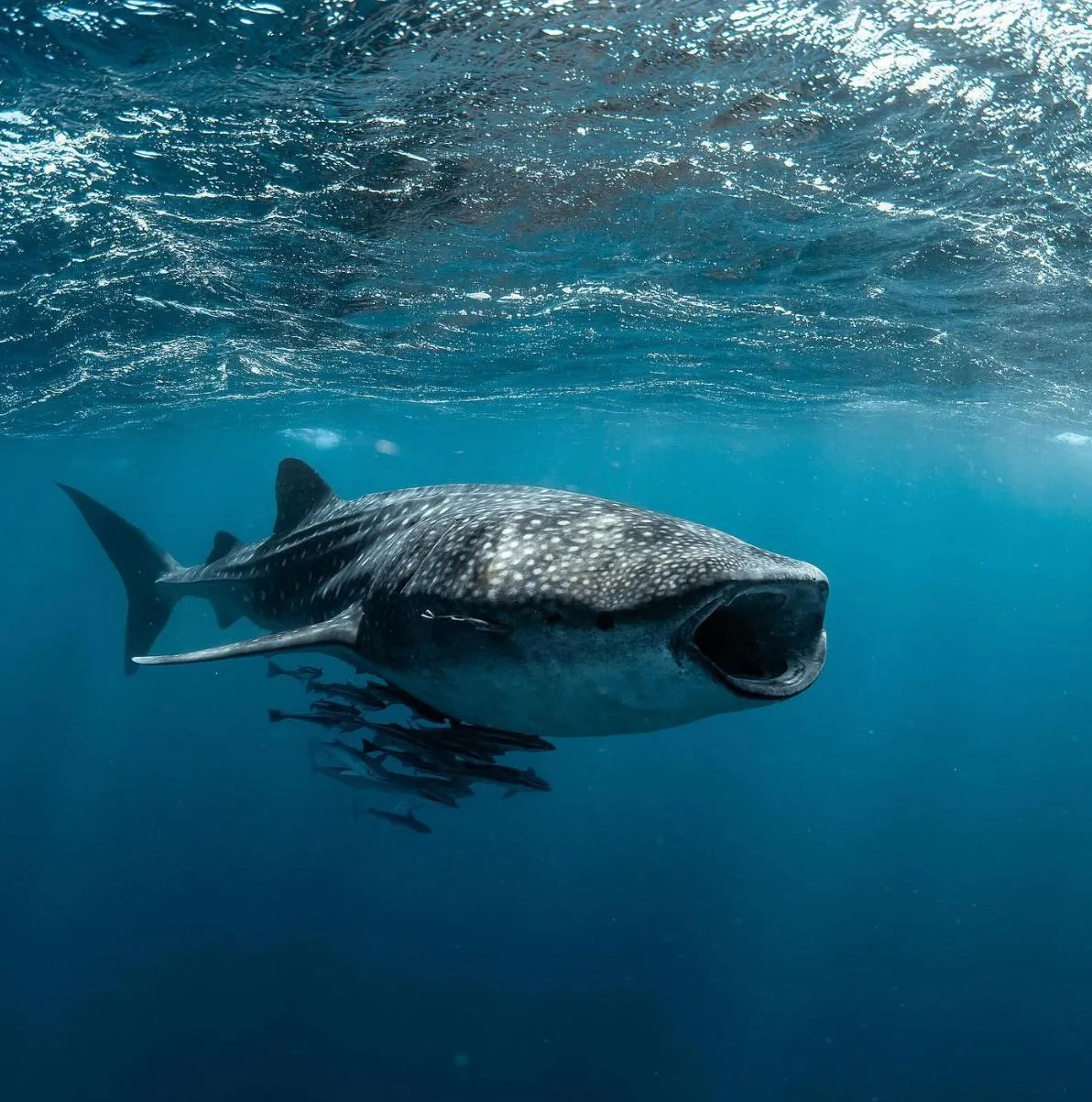 Swim with Sharks in Exmouth: Ultimate Ningaloo Reef Adventure