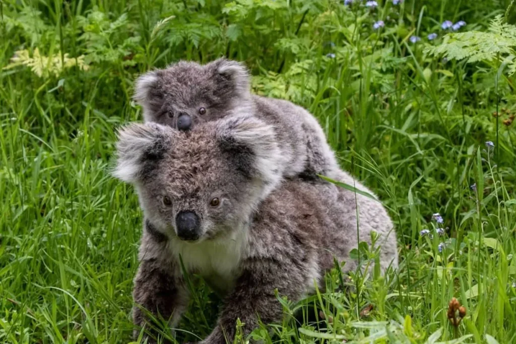 Tower Hill Wildlife Reserve