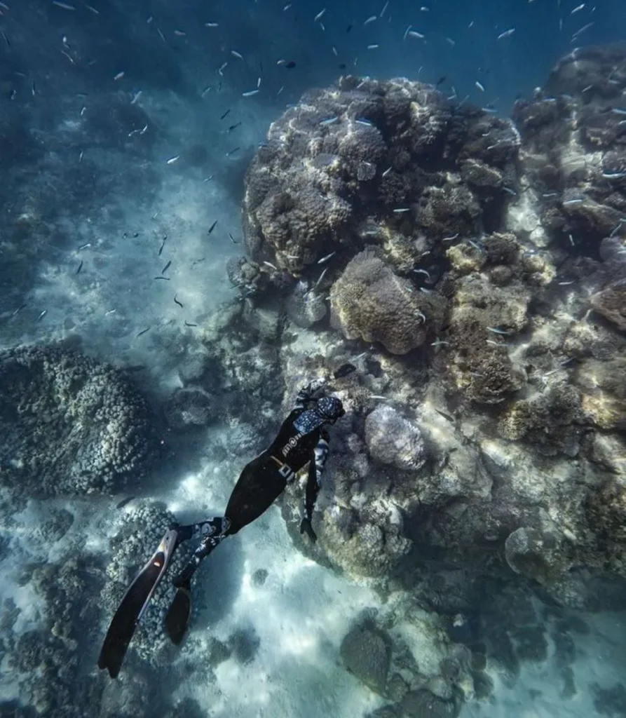 Ultimate Spot to Swim with Whale Sharks