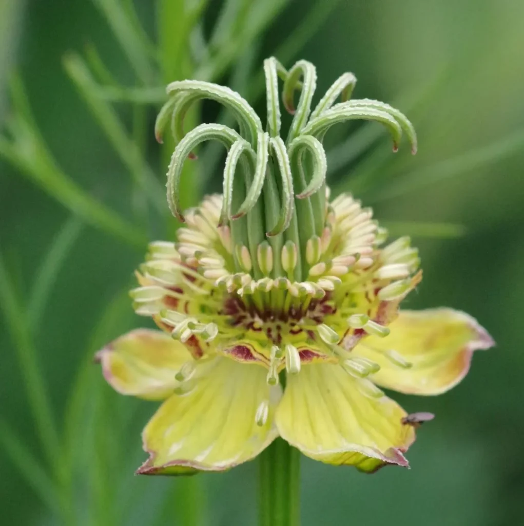 Warrnambool Botanic Gardens