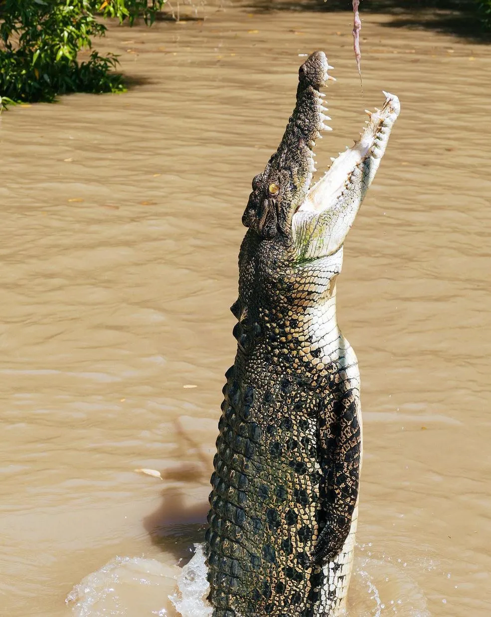 What Future Travellers Should Know Before a Jumping Crocodile Cruise