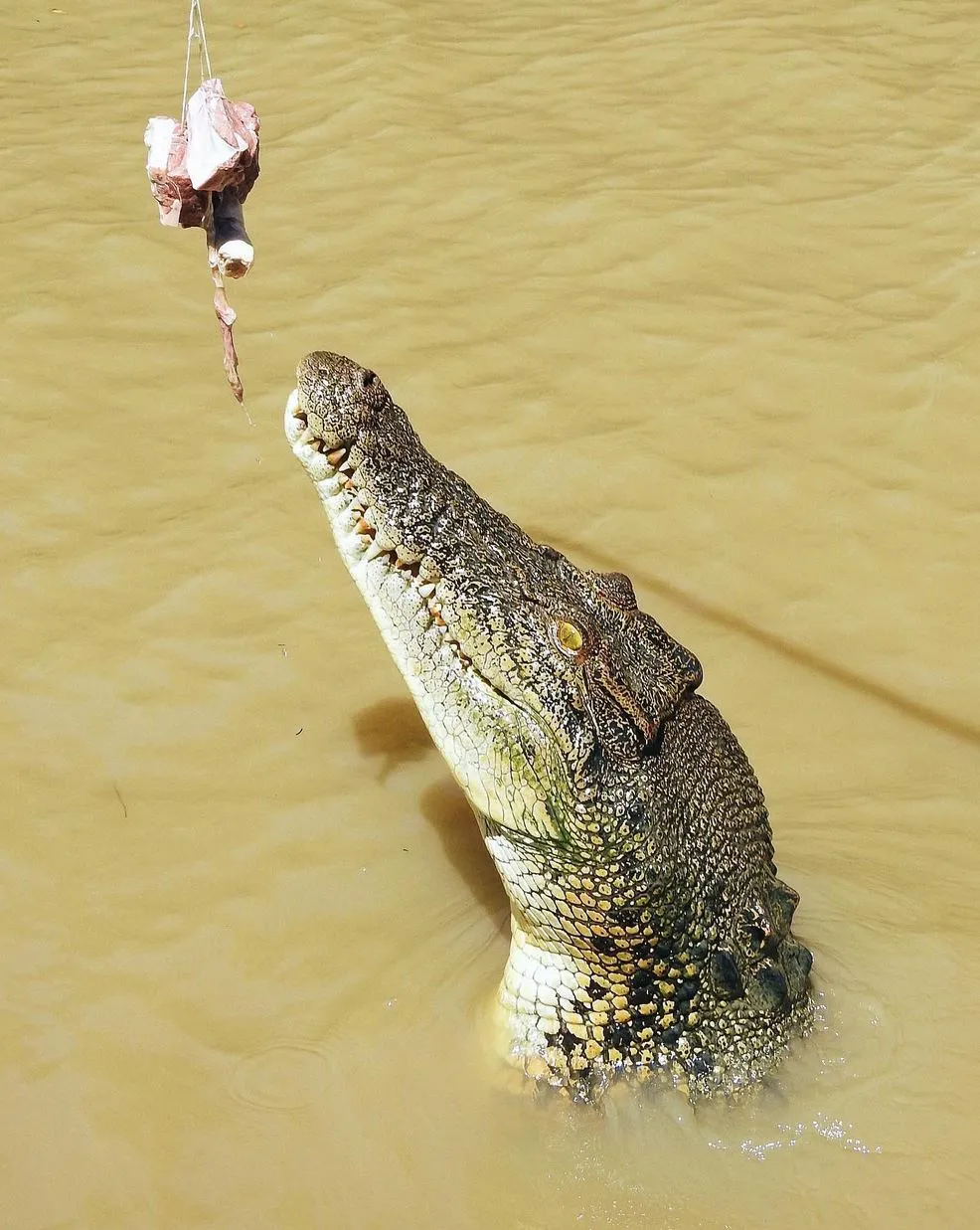 San Sebastian Tour Virtual | What Future Travellers Should Know Before a Jumping Crocodile Cruise What to Expect on a Croc Cruise from Darwin