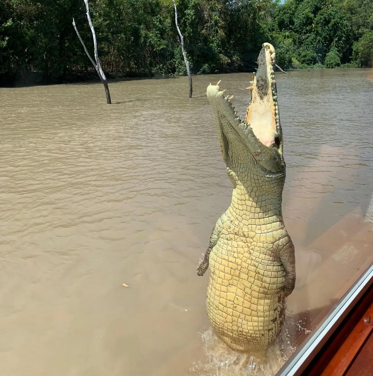 San Sebastian Tour Virtual | What Future Travellers Should Know Before a Jumping Crocodile Cruise crocodile cruises
